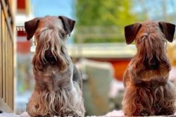 Cesky Terriers are highly prized in their native country, but their popularity has also risen in ...