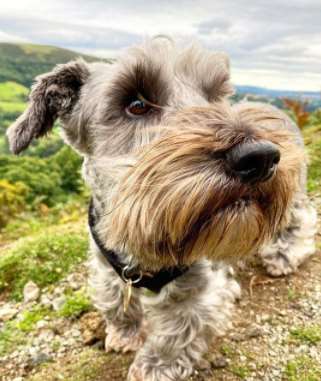 Cesky Terriers are a relative newcomer to the UK with under five hundred of these charming littl ...