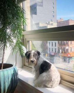 Cesky Terriers are highly intelligent and in the right hands, easy to train 