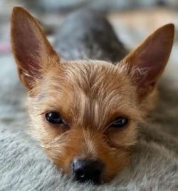 They make wonderful companions for older people 