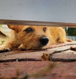 Chorkies are a delightful cross between a Chihuahua and a Yorkshire Terrier with some dogs being ...