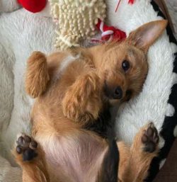 Chorkies came about when breeders crossed two pure breeds, namely a Yorkshire Terrier and a Chih ...
