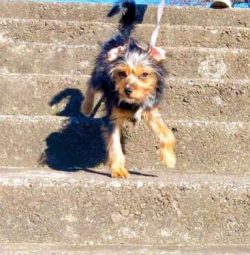 Is the Chorkie a vulnerable breed? No, they are among the most popular breeds around both in the ...