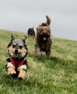 Chorkies are low shedding dogs which means they are a better choice for people who suffer from p ...