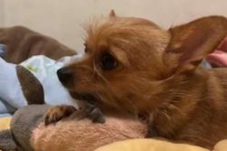 First generation Chorkies (F1) tend to be healthier than second and other generation dogs and br ...