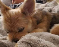 Chorkies with merle coats suffer from health issues that affect their hearing and vision because ...
