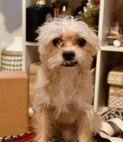 Prospective Chorkie owners should be wary of any puppies or dogs that show any sort of exaggerat ...