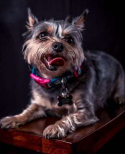 Chorkies have lovely temperaments which they have inherited from both their parent breeds. They  ...