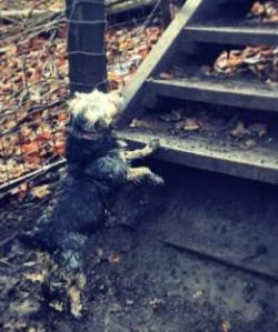 They are not the best choice for first time owners because although intelligent little dogs, the ...