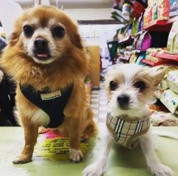 Reputable breeders only use healthy Kennel Club registered parent breeds namely the Yorkshire Te ...