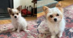 Chorkies have a very playful side to their natures and love to entertain and be entertained. The ...