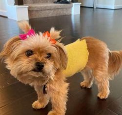 Chorkies are highly adaptable dogs providing they are given enough daily physical exercise combi ...