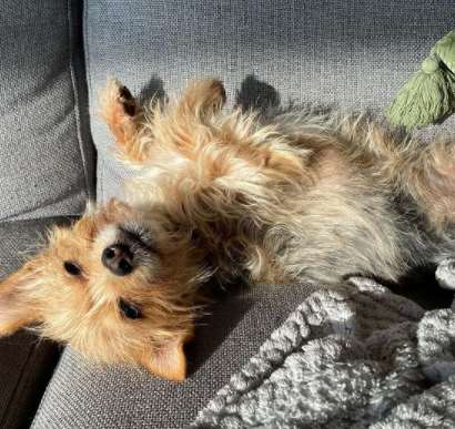 Chorkies are not natural watchdogs because of their small size, but this is not to say they are  ...