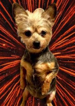 The average life expectancy of a Chorkie is between 10 and 15 years when properly cared for and  ...