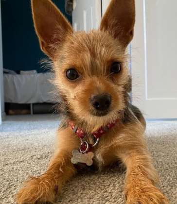If you get a Chorkie puppy from a breeder, they would give you a feeding schedule and it’s ...