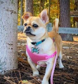 Chugs were developed by crossing a Pug with a Chihuahua and they are not recognised as a breed b ...