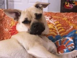 Chugs are the result of crossing two pedigree dogs, namely the Chihuahua and the Pug and these c ...