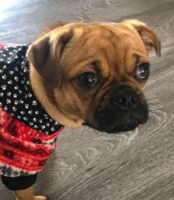 For the moment, Chugs have not been recognised as a breed by The Kennel Club here in the UK (Oct ...