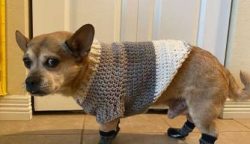 Is the Chug a vulnerable breed? No, since the Chug first appeared on the scene, they have become ...