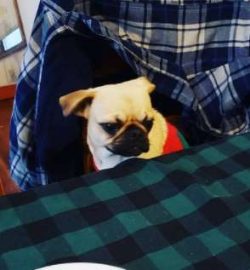 Chugs are not recognised by official international dog organisations including the Kennel Club,  ...