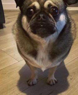 Some Chugs have very short muzzles which can make it difficult for them to breath 