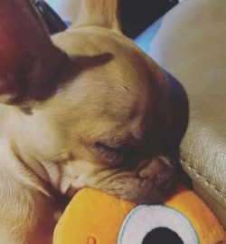 Prospective owners should avoid “extra-small” puppies because they often suffer from health issu ...