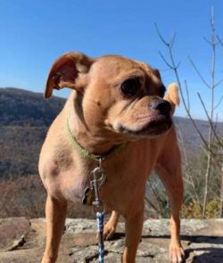 Prospective Chug owners should be wary of any puppies or dogs that show any sort of exaggeration ...