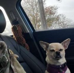 A Chug’s temperament really does depend on several things which includes what their parent ...