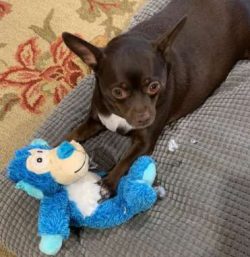 Because of the Chihuahua in them, however, Chugs can be a little aggressive towards other dogs n ...