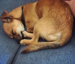 Chugs are the perfect choice for first time dog owners because they are so amenable and people-o ...