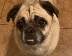 Chugs are very social by nature, but they will happily chase any smaller animals that attempts t ...