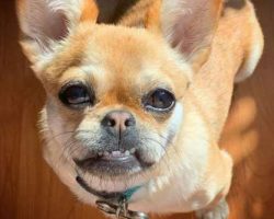 Chugs have a very playful and mischievous side to their natures and love to entertain and be ent ...