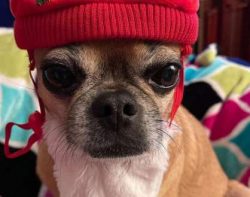 Chugs form strong ties with their families and dogs are never very happy when they find themselv ...