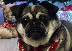 Chugs form strong ties with their families and dogs are never very happy when they find themselv ...