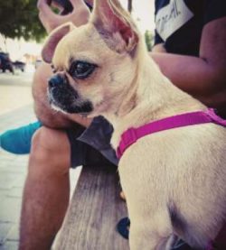 Some Chugs like swimming and will take to the water whenever they can more especially when the w ...