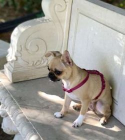 Chugs are smart little dogs and in the right hands they are easy to train. However, their traini ...