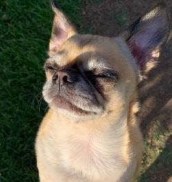 Chugs are small dogs with some being smaller than others and as such they are not the best choic ...