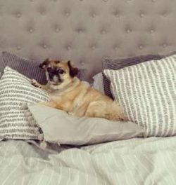 Chugs are quite social little dogs, especially if they have been well socialised from an early e ...