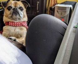 The average life expectancy of a Chug is between 10 and 13 years when properly cared for and fed ...
