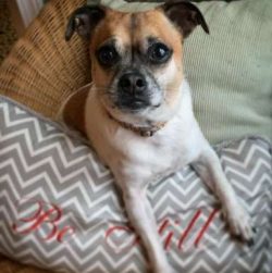 As with any other breed, Chugs need to be groomed on a regular basis to make sure their coats an ...