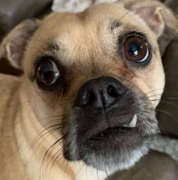 Chug puppies are boisterous and full of life which means it’s essential for homes and gard ...