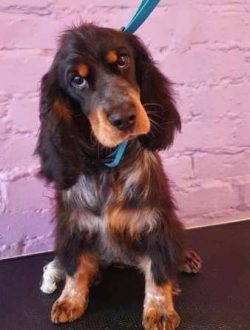 Good around people and other animals including dogs 