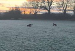 Originally bred as a working gundog, the Cocker Spaniel has consistently been one of the UK̵ ...