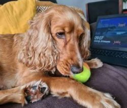 The Cocker Spaniel is just at home in a home environment as they are out in the field and will h ...