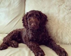 It’s worth noting there are two definite types of Cocker Spaniel, one being used in the fi ...