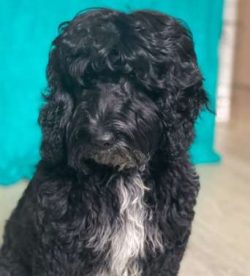Cocker Spaniels have a fascinating ancestry being descendants of one of the oldest breeds namely ...