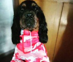 Throughout time, spaniels were specifically bred to work, flushing out game for hunters in chall ...