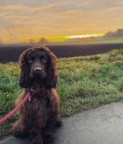 Cocker Spaniels were not recognised as a specific breed by the Kennel Club because Springer Span ...
