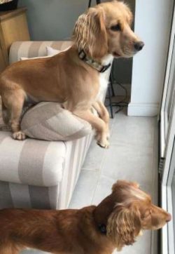 By the mid eighteen hundreds, other spaniel breeds appeared on the scene, but it was not until t ...