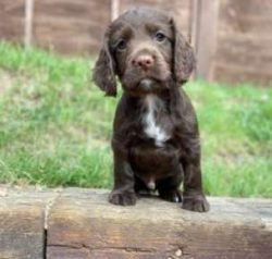 There are 2 strains of Cocker Spaniels namely the show strain and the working strain with the wo ...
